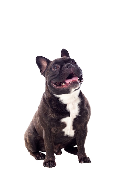 Retrato en estudio de un lindo bulldog