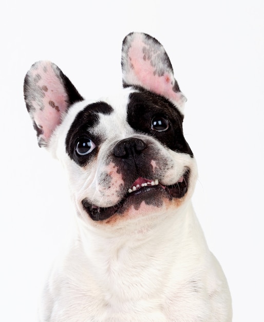 Retrato en estudio de un lindo bulldog