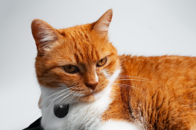 Retrato de estudio de lindo gato rojo y blanco mirando curiosamente