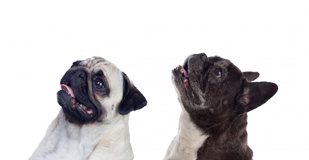 Retrato en estudio de lindos bulldogs mirando hacia arriba i