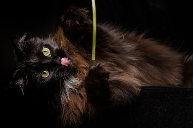 Retrato del estudio de un Maine Coon Cat hermoso contra fondo negro.