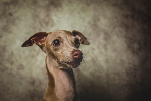 Retrato de estudio del pequeño perro galgo italiano. Amistoso y divertido. Estudio