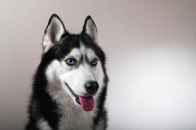 Retrato de estudio perro husky siberiano de ojos azules sobre fondo gris Vista frontal