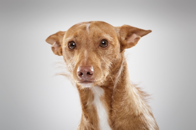 Retrato de estudio de un perro sabueso expresivo contra un fondo neutro