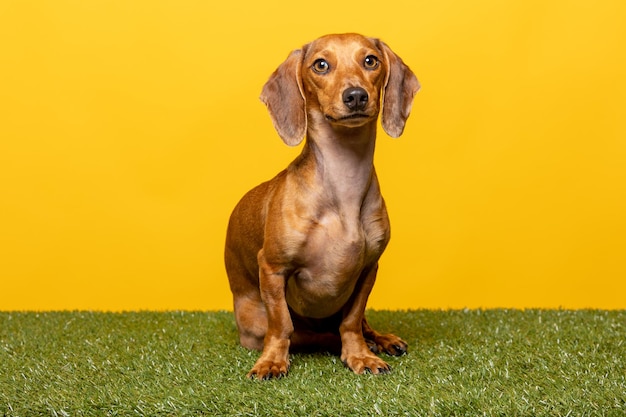 Retrato de estudio de un perro salchicha sobre fondo amarillo