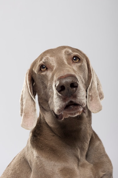 Retrato de estudio de un perro Weimaraner expresivo contra el fondo blanco.