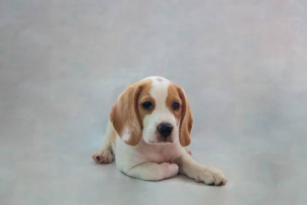 Retrato de estudio de pura raza Beagle cachorro mascota parece somnoliento tendido en la pared gris