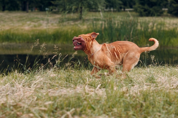 Retrato executando dogue de bordeaux. animal de estimação mastim cão.