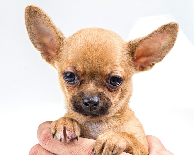 Retrato expresivo cachorro chihuahua