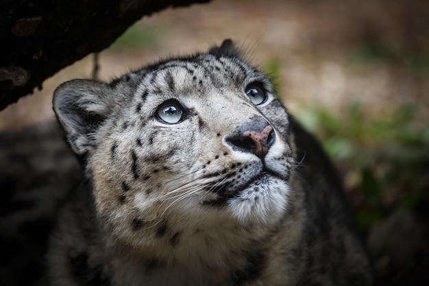 Foto retrato facial del leopardo de las nieves irbis panthera uncia