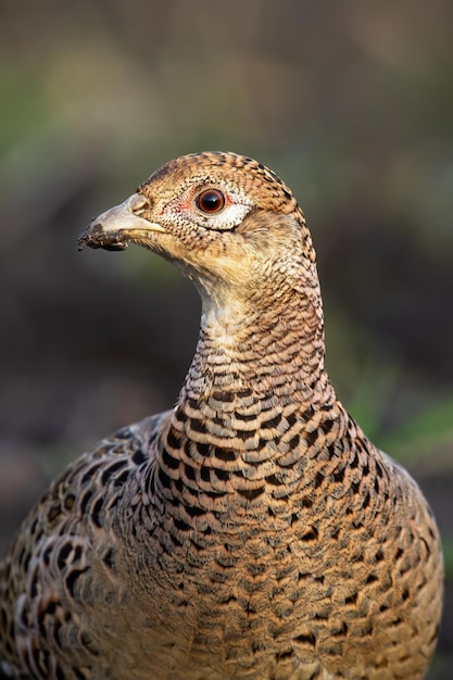 Retrato de faisán común observando en la pradera en otoño