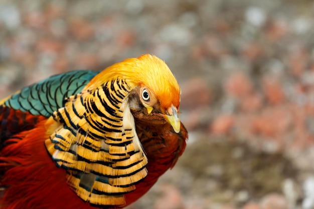 Retrato de faisán multicolor