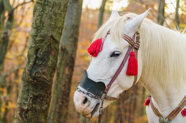 Retrato de fantasía mágica cuento de hadas caballo blanco con arnés rojo