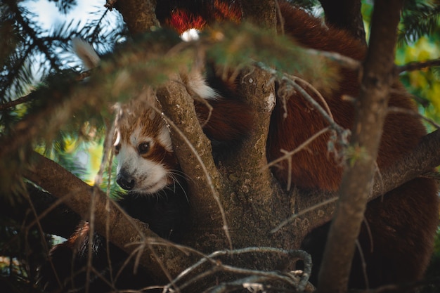 Retrato fantástico de um adorável panda vermelho