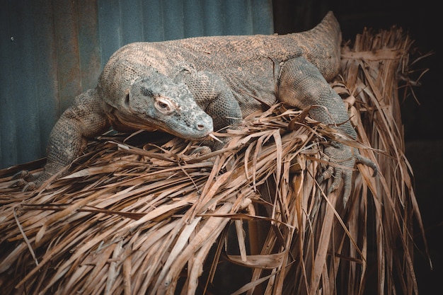 Un retrato fantástico de un dragón de komodo.