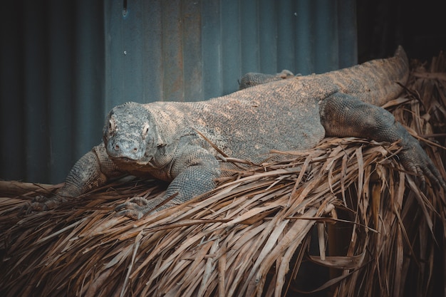 Un retrato fantástico de un dragón de komodo.