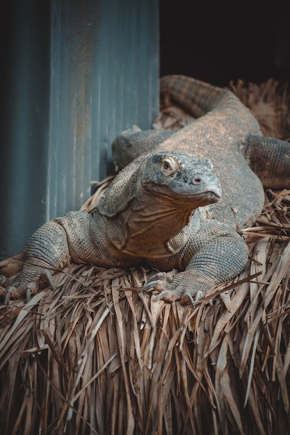 Un retrato fantástico de un dragón de komodo.