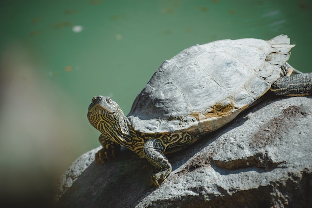 Un retrato fantástico de una hermosa tortuga.