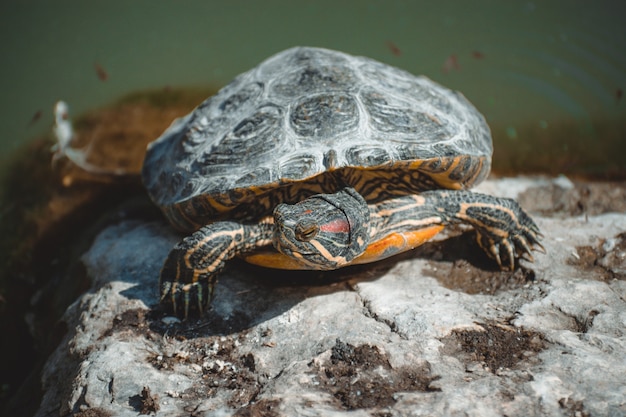 Un retrato fantástico de una hermosa tortuga.