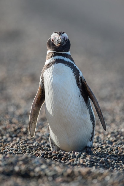 Retrato fechado do pinguim da Patagônia