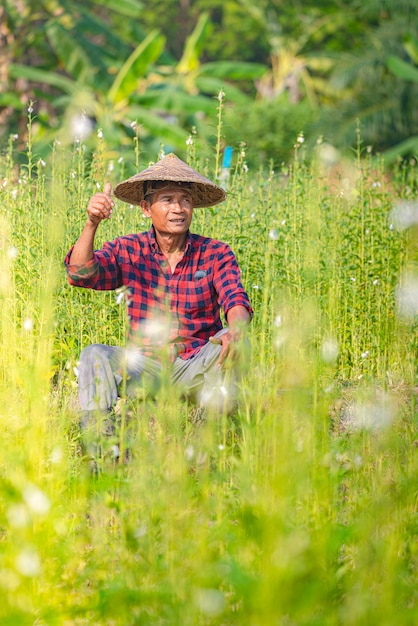 Retrato de un feliz agricultor asiático senior en Sesame Garden