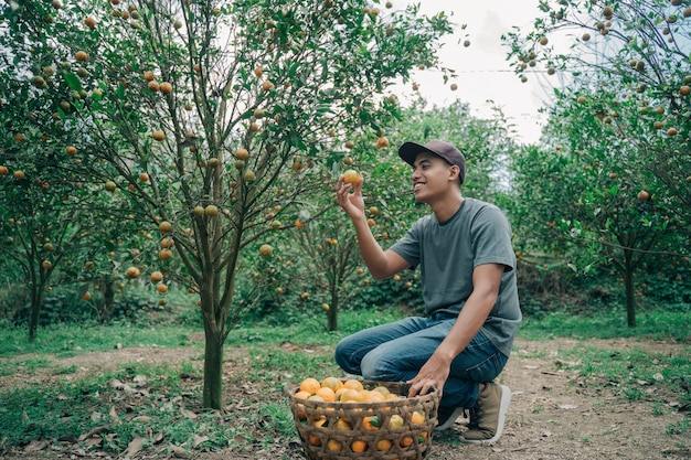 Retrato de feliz agricultor cosecha frutos de naranja en campo de naranjos