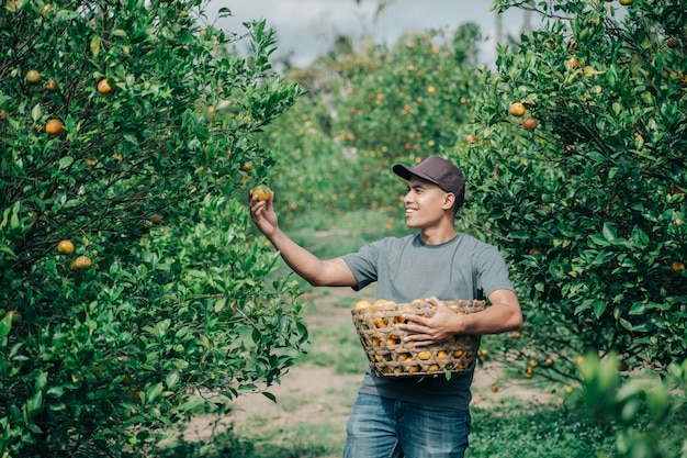 Retrato de feliz agricultor cosecha frutos de naranja en campo de naranjos