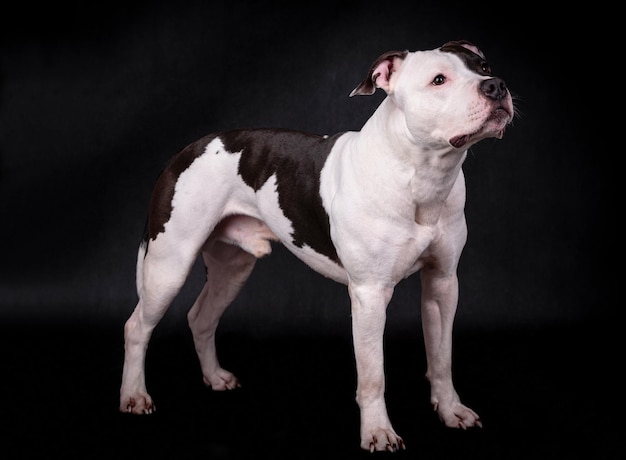 Retrato de feliz American Staffordshire Terrier (AmStaff, American Staffy), silueta de Pitbull