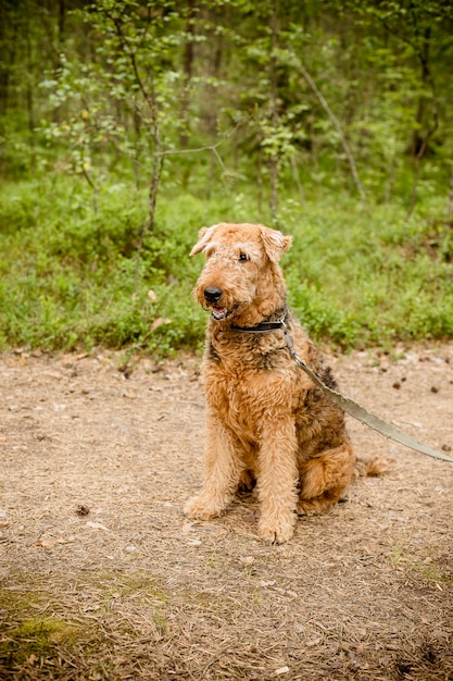 Retrato feliz bonito de Airedale Terrier na floresta do verão.