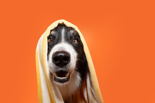 Foto retrato feliz border collie sonriendo cubriendo con una toalla amarilla aislada sobre fondo naranja