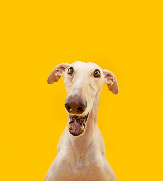 Retrato feliz cão galgo espanhol no verão ou na primavera isolado em fundo amarelo