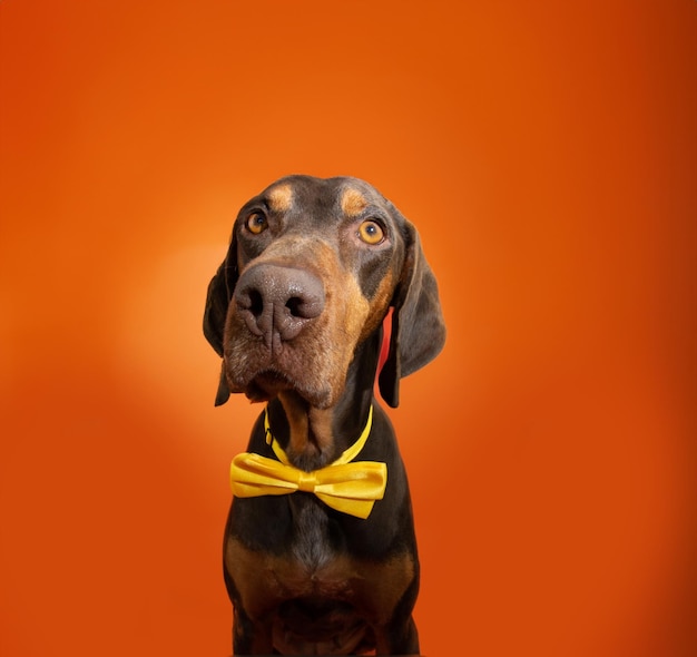 Foto retrato feliz cumpleaños halloween o carnaval cachorro con una pajarita amarilla aislada sobre fondo naranja