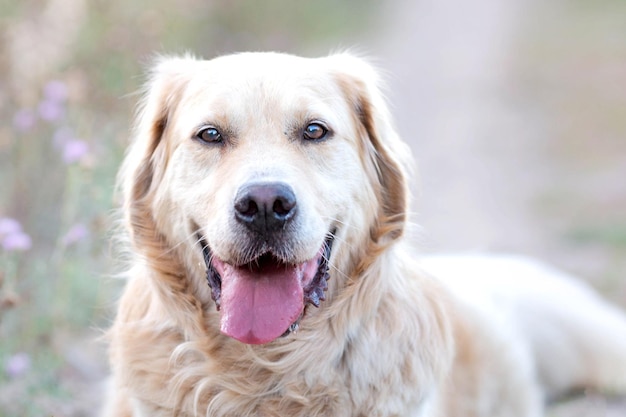 Retrato de feliz golden retriever