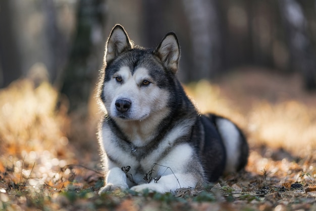 Retrato de feliz y hermoso perro raza husky siberiano sentado en la colina del bosque
