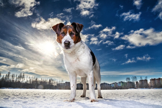 Retrato de feliz lindo perro sentado y mirando a la cámara en un campo de invierno