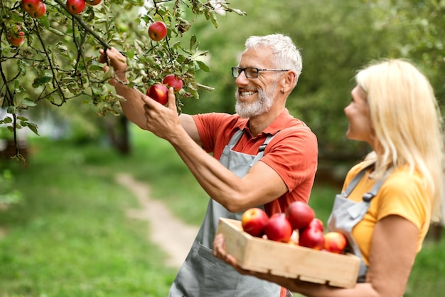 Retrato de una feliz pareja de ancianos cosechando manzanas en el huerto