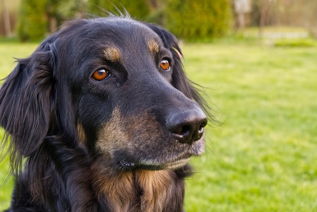 Foto retrato de un feliz perro hovawart negro y naranja