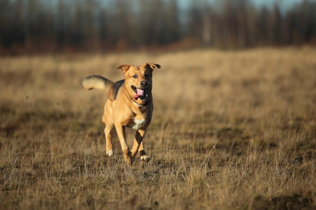 Retrato de feliz perro mestizo corriendo hacia adelante en otoño campo amarillo