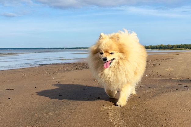 Retrato de feliz perro spitz pomerania joven cachorro esponjoso en la playa en el día soleado de verano en el mar