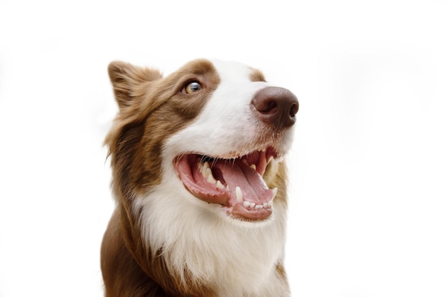 Retrato feliz sorridente cão border collie isolado no fundo branco