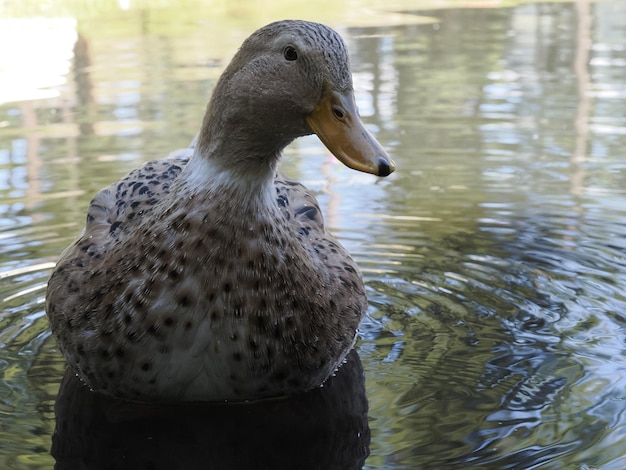 Retrato fêmea do pato selvagem no lago