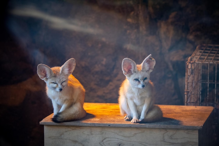 Foto retrato de un fennec sentado en madera