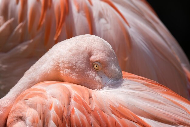 Foto retrato de flamenco rosado en primer plano