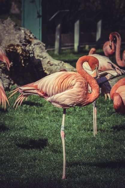 Retrato de flamenco de ZOO