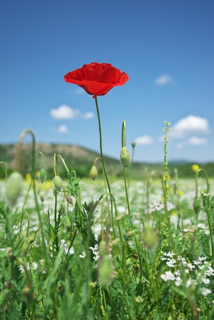 Retrato de flor de amapola roja en prado verde sobre cielo azul