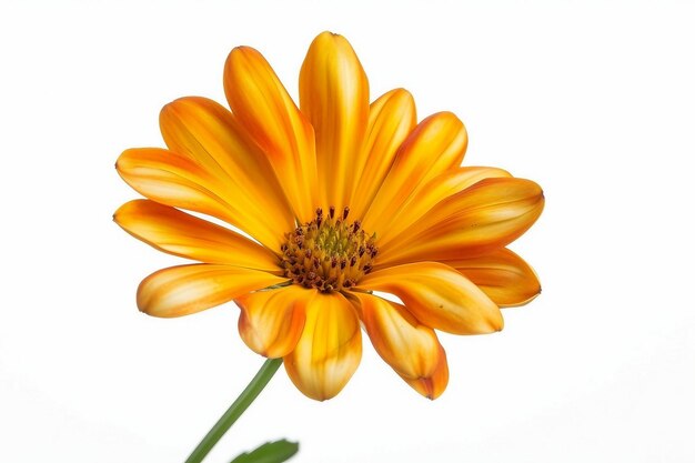 Foto retrato de una flor de naranja