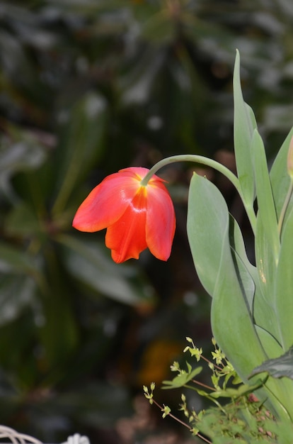 Foto retrato de flor de tulipán
