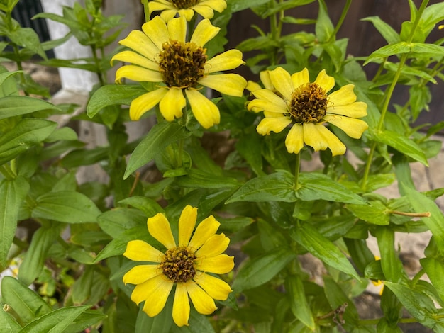 Retrato de flores amarillas de zinnia peruviana