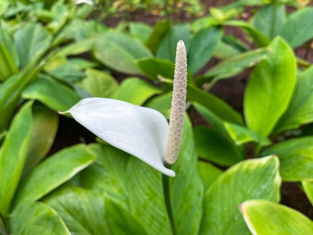 Retrato de flores de lysichiton camtschatcensis