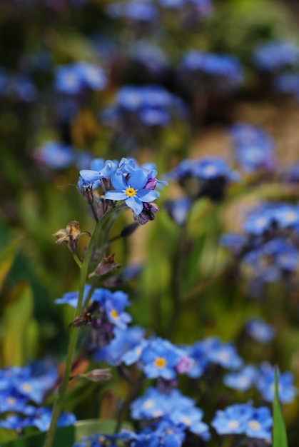 Retrato de flores de nomeolvides